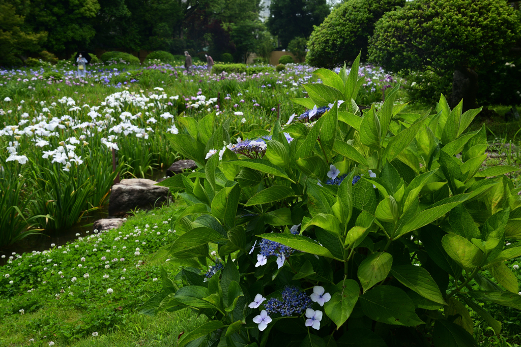 230607城北公園30