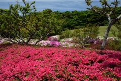 180426万博公園25+