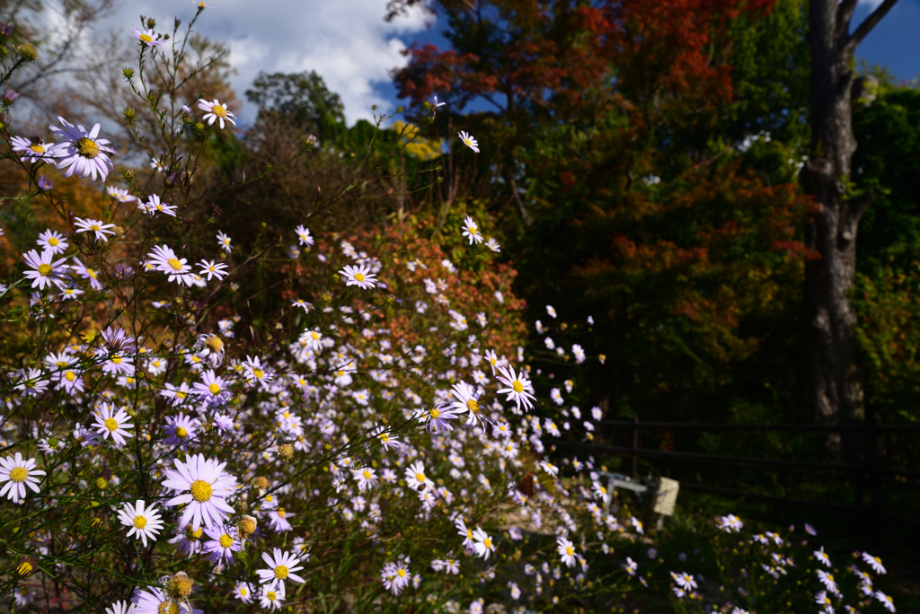221108c京都植物園01