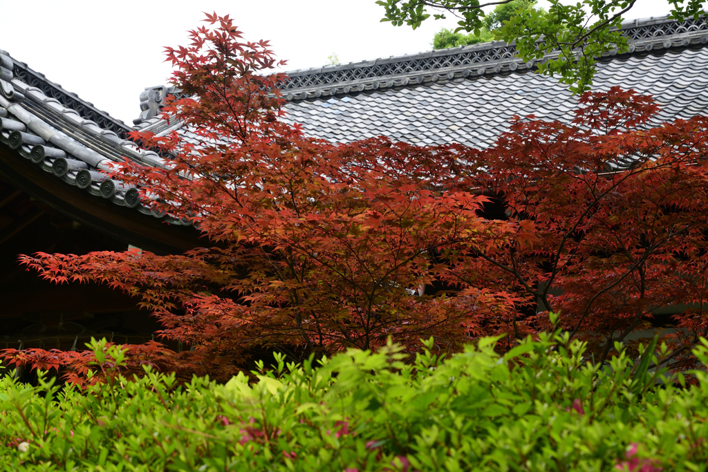 230525a上御霊神社03