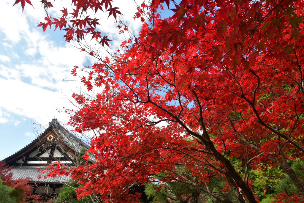 251122a金戒光明寺33