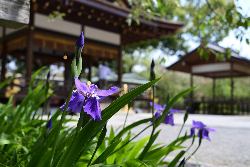 230411b平野神社33