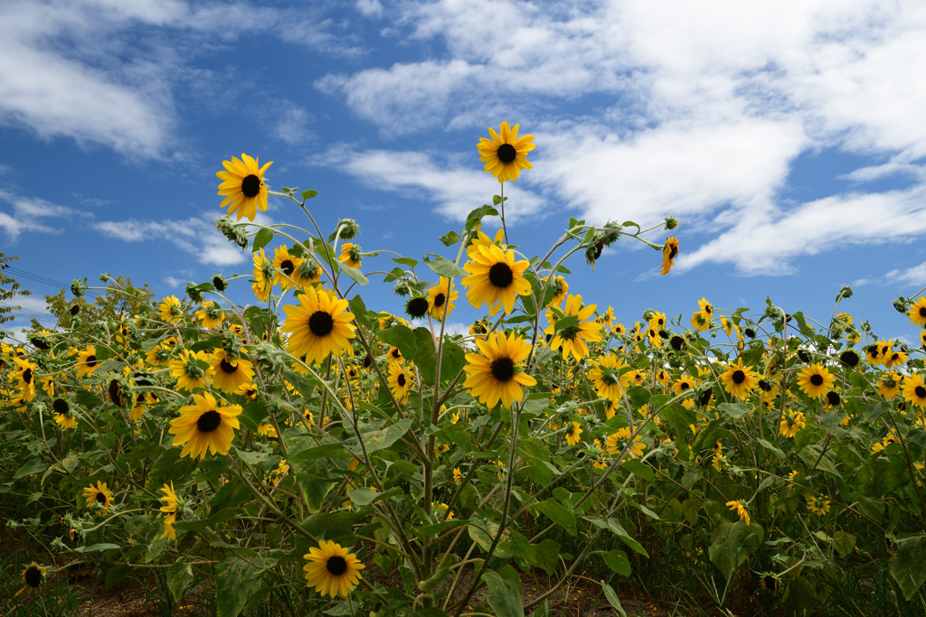 230811馬見丘陵公園34