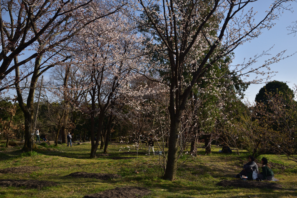 200321京都植物園59