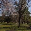 200321京都植物園59