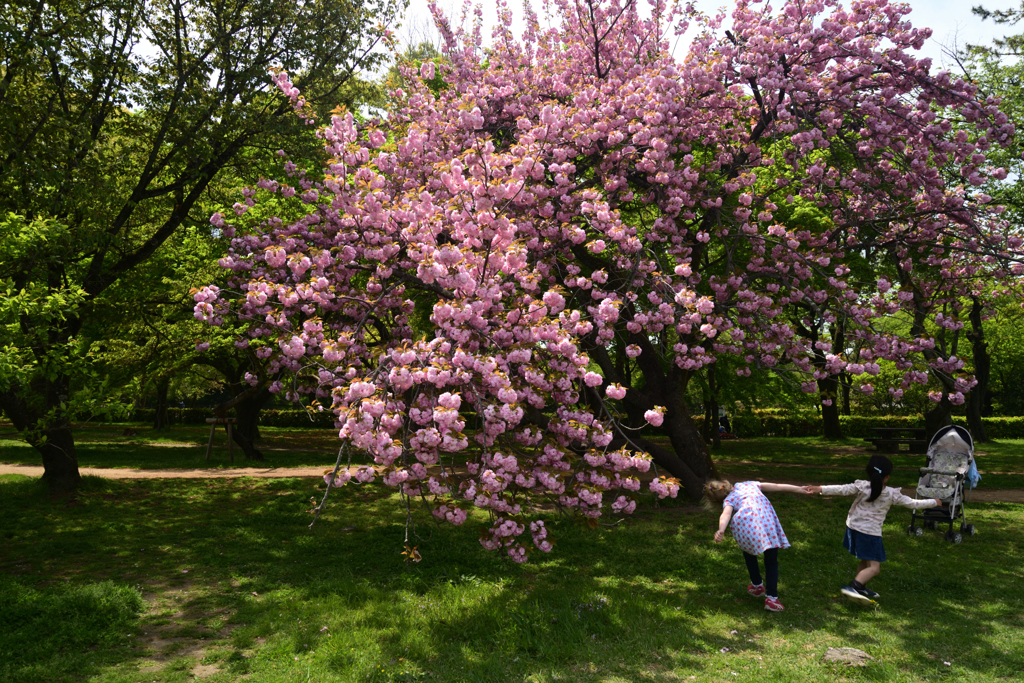 220416d京都御苑38