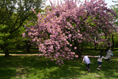 220416d京都御苑38