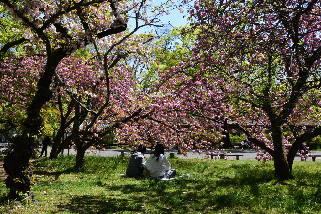 210410b京都御苑15