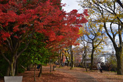 221124c梅小路公園19