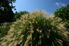 221002京都植物園54