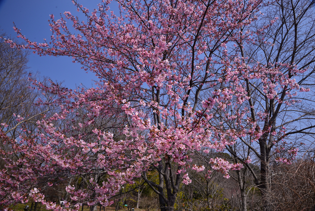 240316a京都植物園36