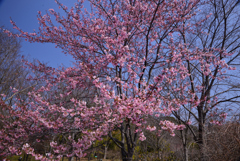 240316a京都植物園36