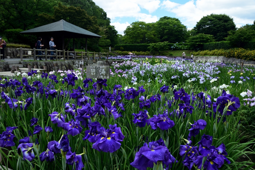 180613馬見丘陵09+