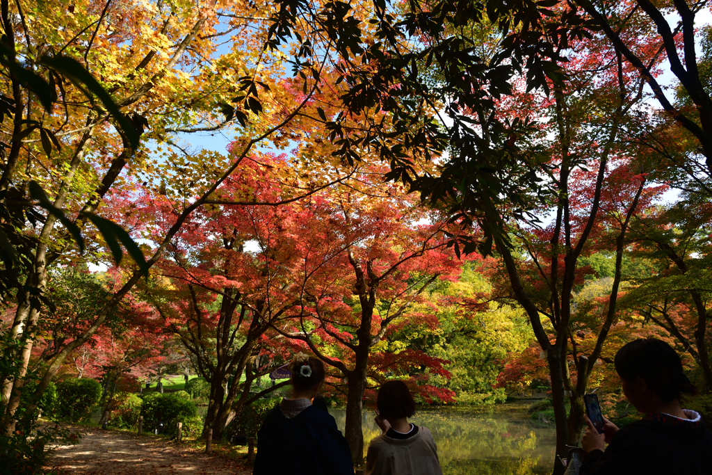 251114a京都植物園32