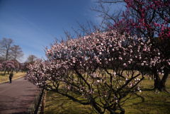 190218荒山公園53浮牡丹