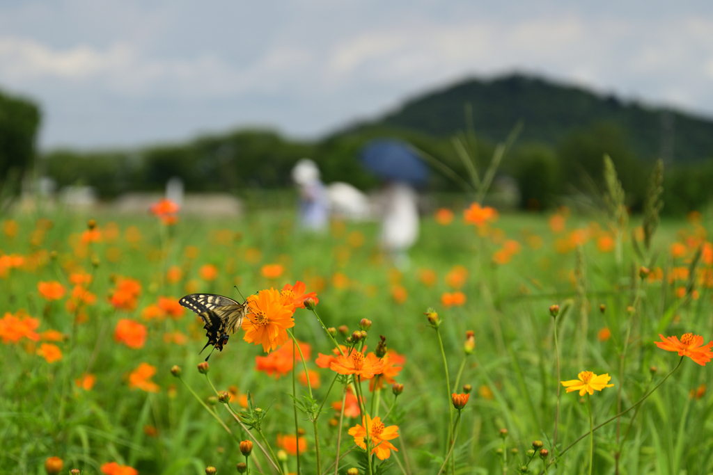 220720a藤原宮跡60