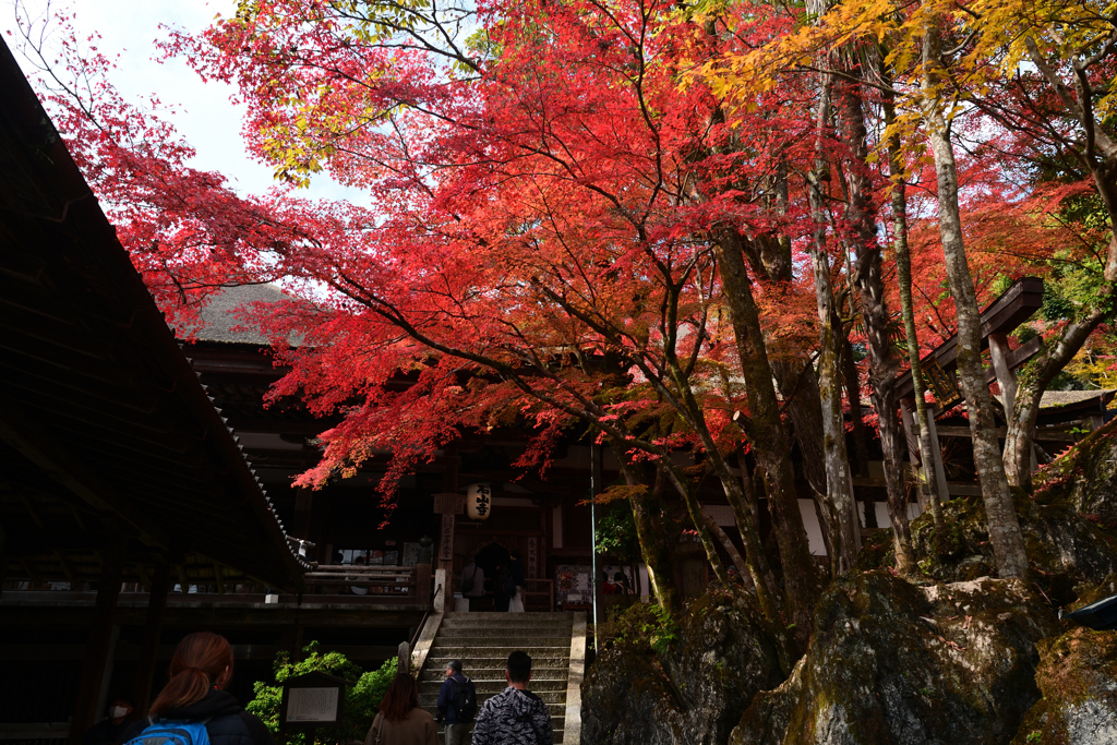 231123a石山寺22