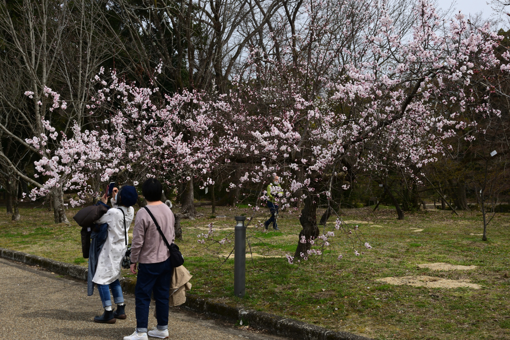 220325b京都植物園29