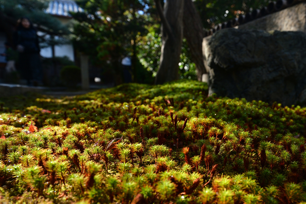 240108a東福寺23