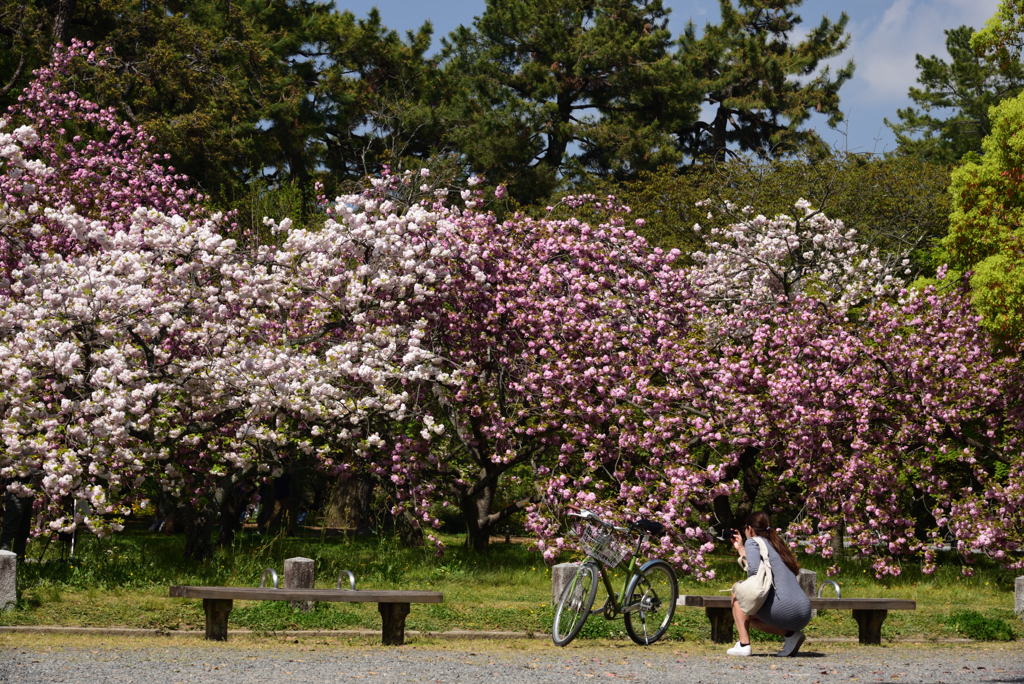 190422b京都御苑72