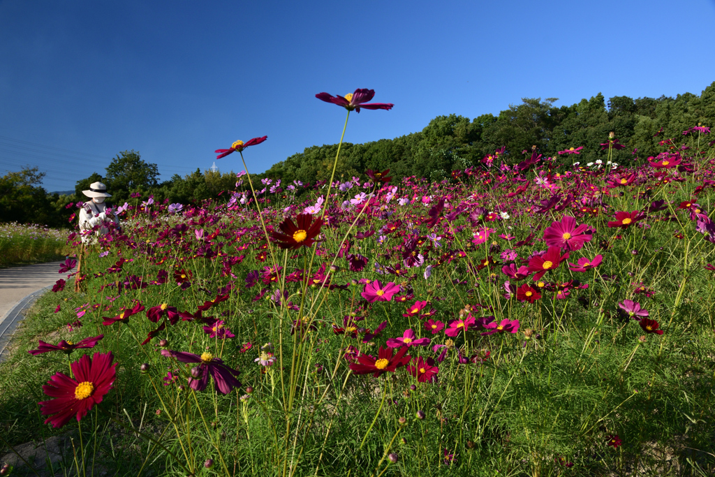 211015万博公園43