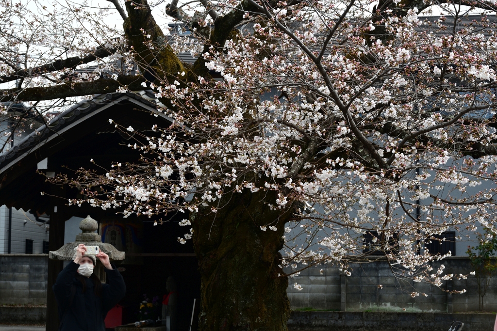 250331d本満寺26