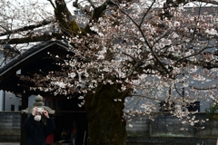 250331d本満寺26