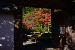 221125d鈴虫寺37
