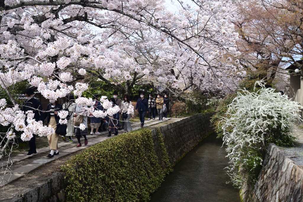 220402e哲学の道13