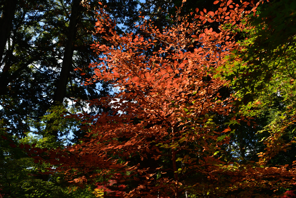 251122a金戒光明寺30