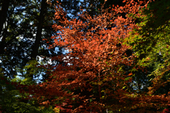 251122a金戒光明寺30