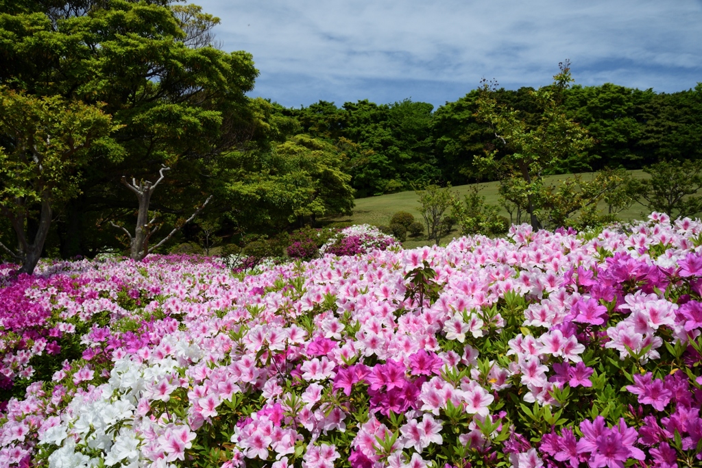 180426万博公園27+