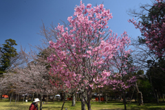 210323a上賀茂神社30