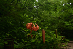 210716a京都植物園19