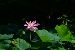 250731京都植物園13