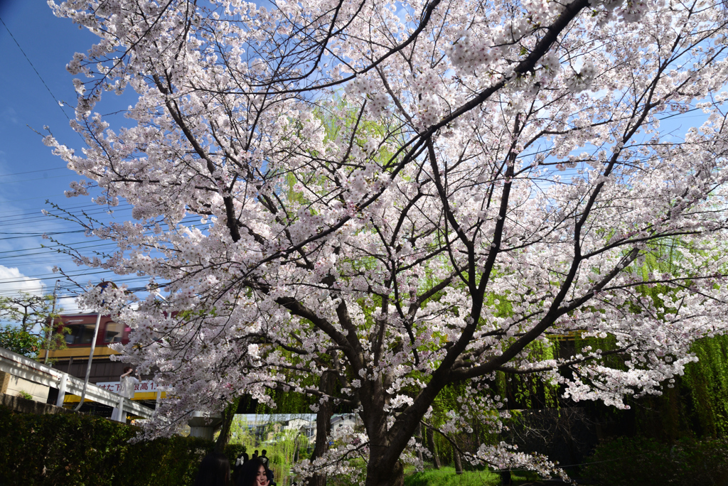 240407f宇治川派流18