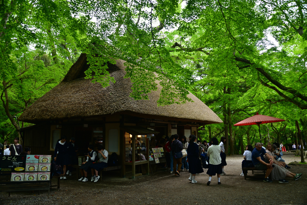 240426b春日大社24