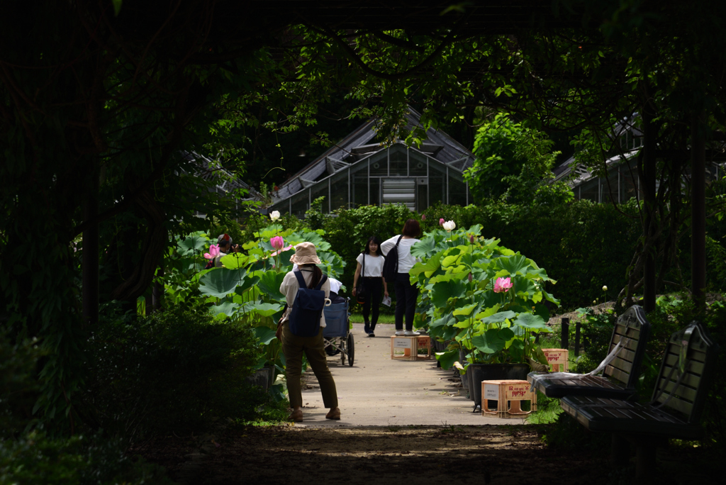 200712京都植物園49