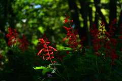 250902京都植物園25