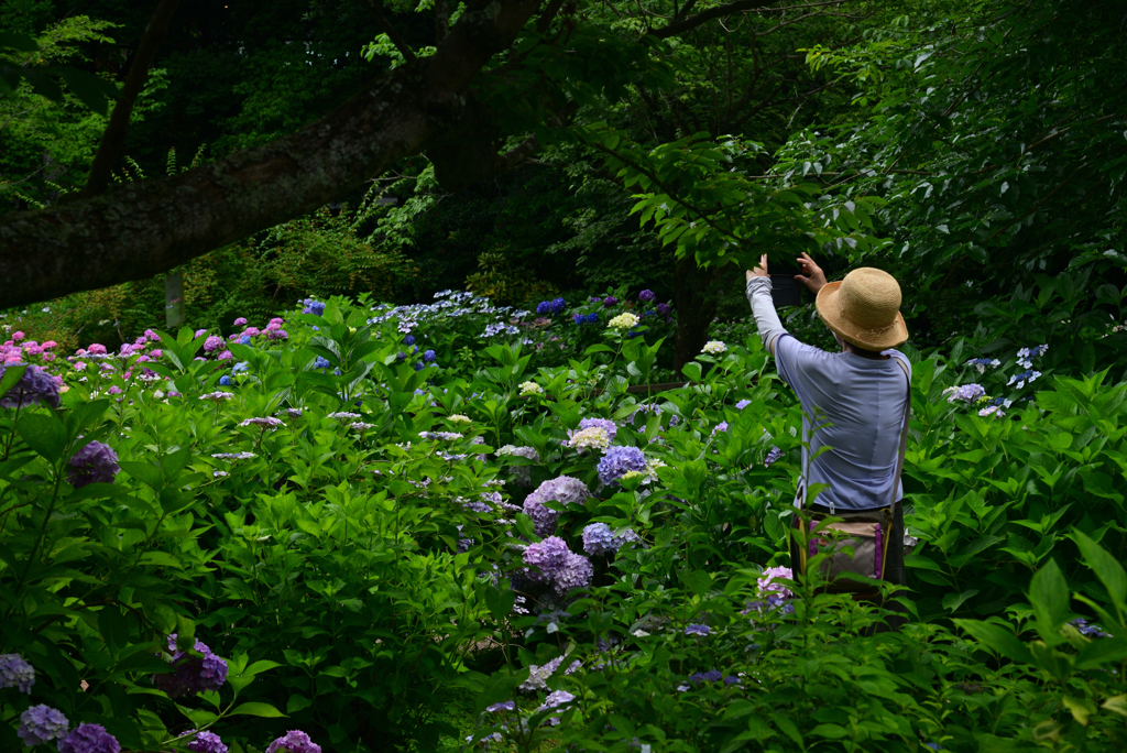 240620京都植物園20