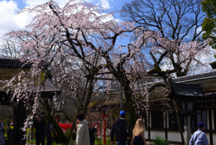 240327a平野神社15