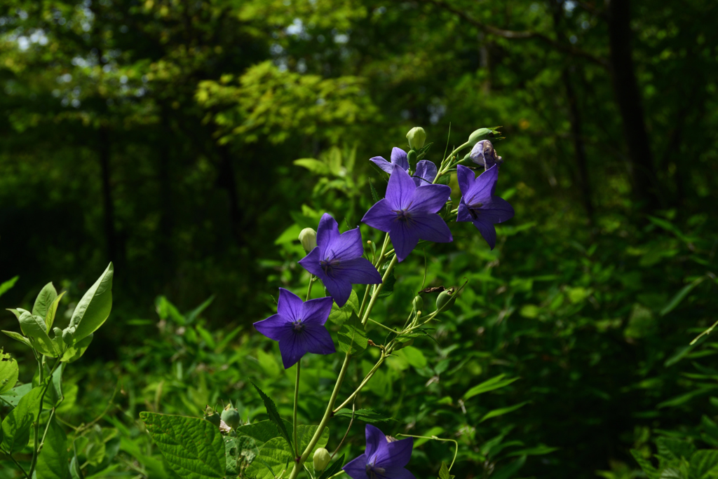 200805京都植物園29