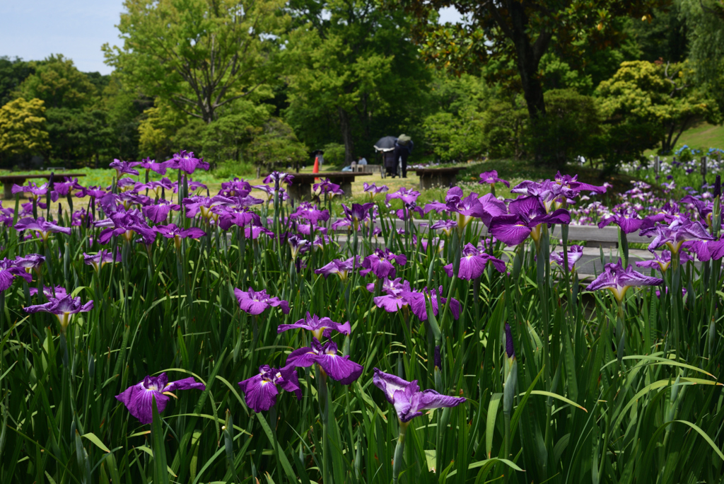 240608万博公園06