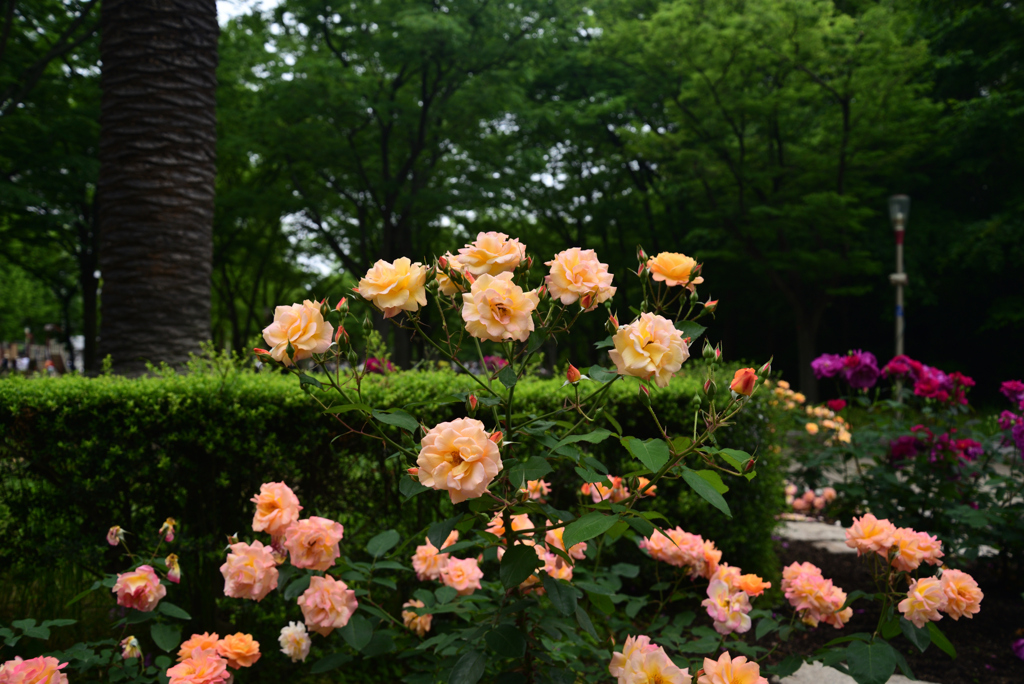 220515b靭公園01AnneFrank