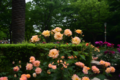 220515b靭公園01AnneFrank