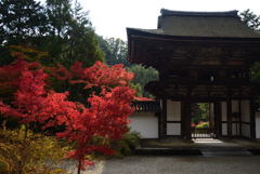201108円成寺41