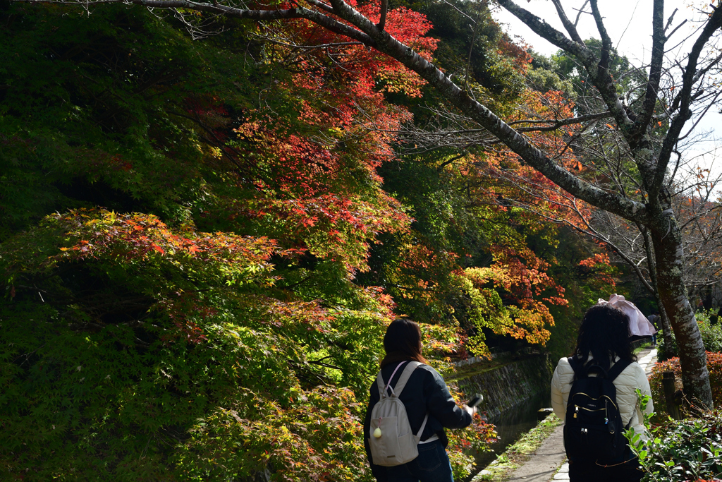 251111d哲学の道07