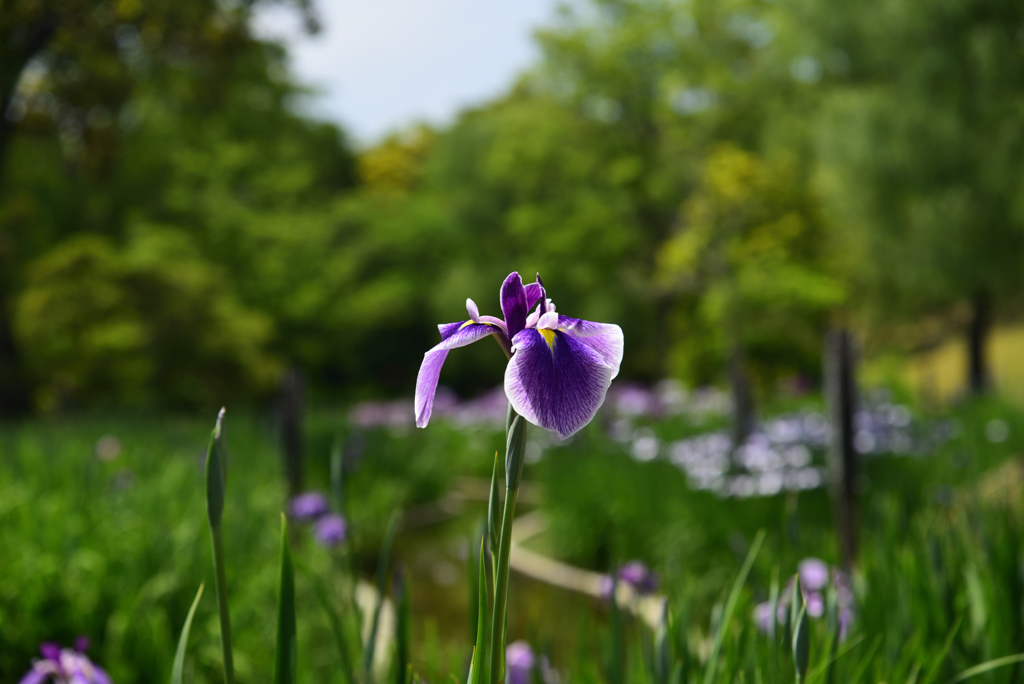 190530万博公園56