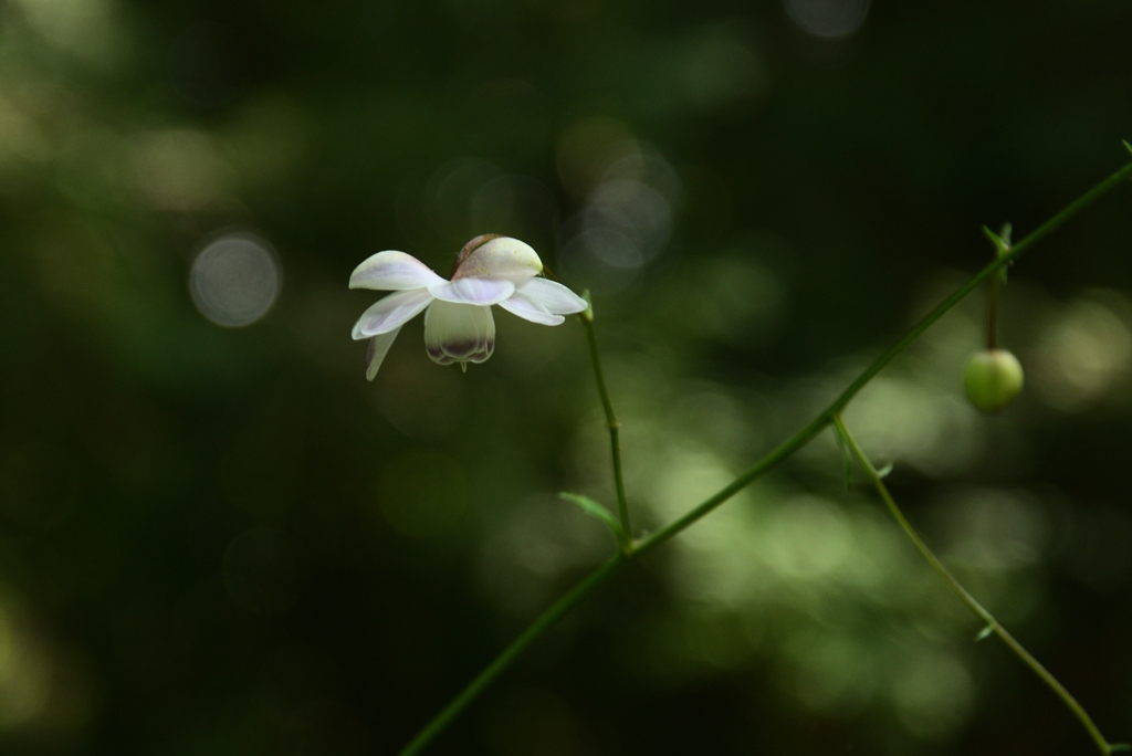 220725京都植物園31