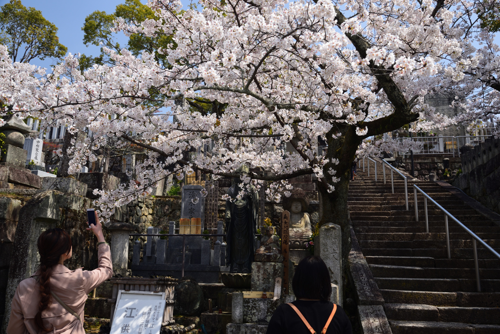 190406b金戒光明寺44